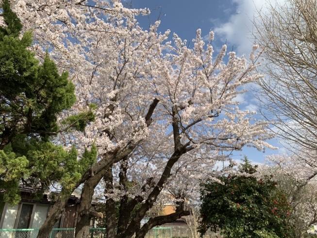 「4月4日(日)休診です【新潟市秋葉区のリハビリ整体】」