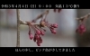 「日中線しだれ桜並木 開花情報 4月4日（日）9：00 曇り 気温13℃」