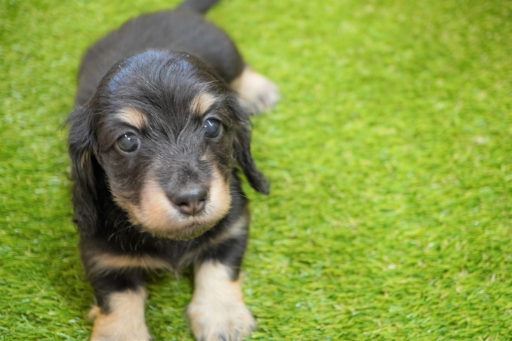 「ミニチュアダックス子犬情報」