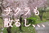 「さくらも散るし、、、【まいぷれ・西京区・南区・編集部】」