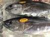 「魚魚市場鮮魚コーナーおすすめは「シマアジ」です♪」