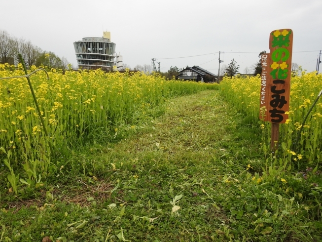 菜の花開花状況 21 4 3現在 水の公園福島潟 水の駅 ビュー福島潟 のニュース まいぷれ 新潟市