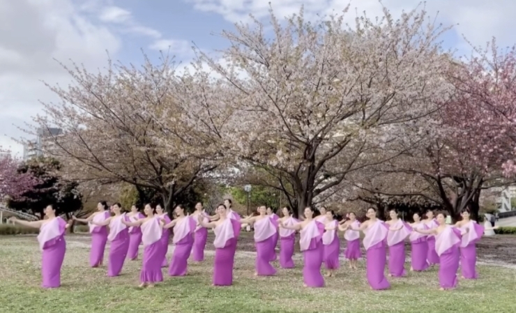 桜の花吹雪が幾度と舞っています✨✨「フラってこういう踊りなんです✨　江戸川区 葛西フラダンス ウクレレ の コロナヘ メ ナー ホアロハ 江戸川区 葛西 臨海町 南行徳 船橋 初心者歓迎 お子様ok」