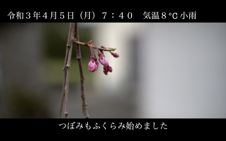 「日中線しだれ桜並木 開花情報 4月5日（月）7：50 気温8℃ 小雨」