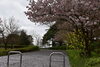 引揚記念公園　入口「舞鶴引揚記念公園　桜情報」