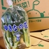 仙台ゆき菜 の出荷は終わりましたが 代わりに ゆきなの花 が入荷していますよー 佐々豊青果のニュース まいぷれ 花巻 北上 一関 奥州
