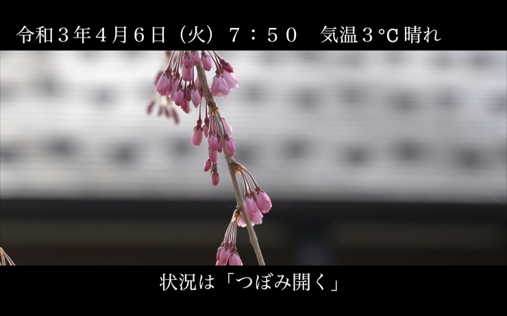 「日中線しだれ桜並木 開花情報 4月6日（火）7：50 気温3℃ 晴れ」