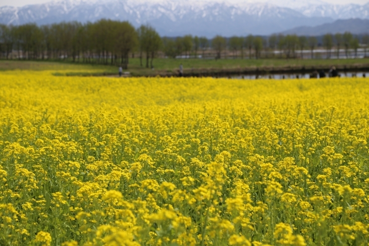 菜の花開花状況 21 4 6現在 水の公園福島潟 水の駅 ビュー福島潟 のニュース まいぷれ 新潟市