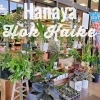「【はなやホック皆生店】人気の観葉植物入荷しました！」