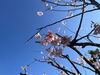 桜「4月定休日のお知らせ」