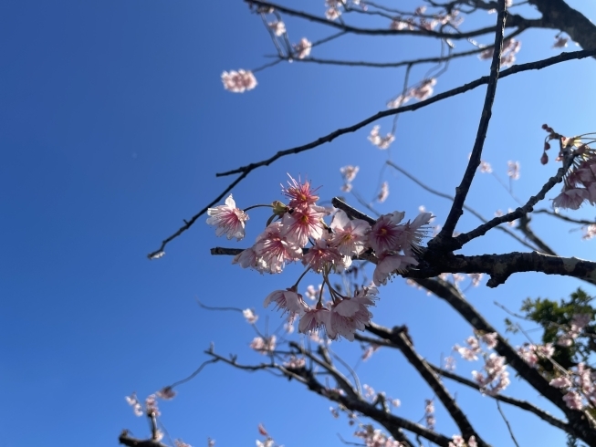 桜「4月定休日のお知らせ」