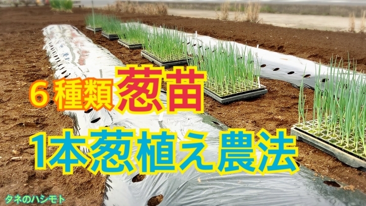 「ネギ苗の植え付け　苗質で能力が変わります♪ タネのハシモト」