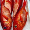 一本釣り金目鯛。カルパッチョ。蒸し焼き。「4月8日　朝4時　Bar篠崎本日の魚介の仕入れです。」