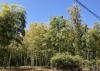 ここはどこ？私は鳥居。「鳥居さん、タケノコ山に着く。【まいぷれ・西京区・南区・編集部】」