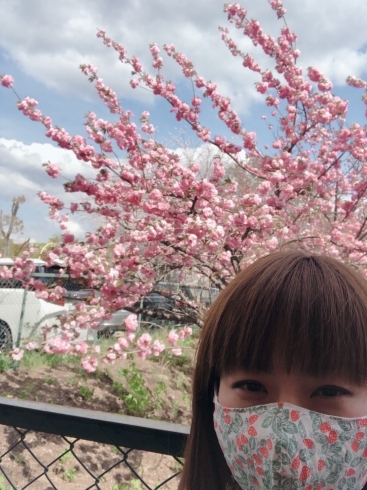 「牡丹桜が満開」