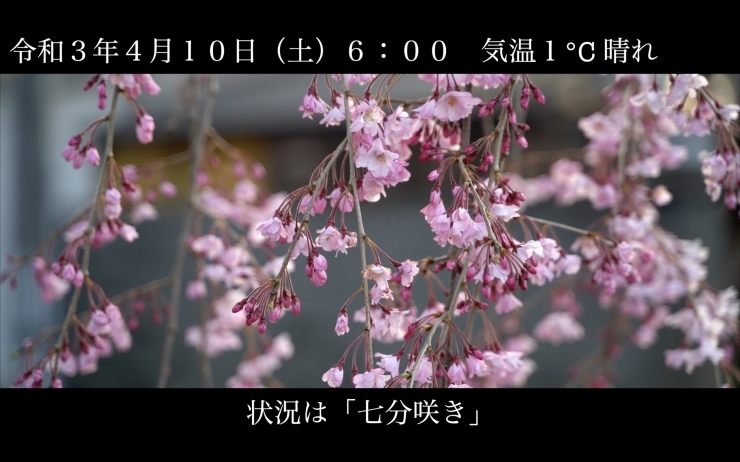 「「七分咲き」日中線しだれ桜並木 開花情報 4月10日（土）6：00 気温1℃ 晴れ　」