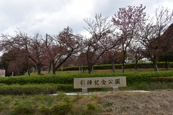 「引揚記念公園の八重桜情報！」