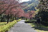展望広場への遊歩道「引揚記念公園内のお花情報です」