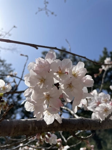 「明日、4月13日は店休日です」