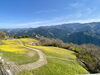 「【四国中央市：金砂町】翠波高原の菜の花が満開です！」