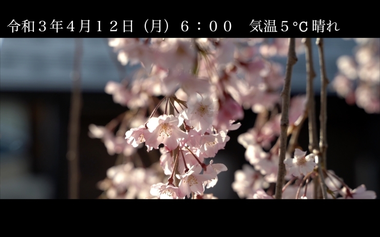 「「満開」日中線しだれ桜並木 開花情報 4月12日（月）6：00 気温5℃ 晴れ　」