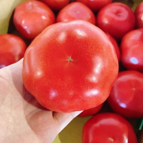 「今年も「やさい工房HIRO」さんの「トマト」の出荷が始まりましたよー！！」