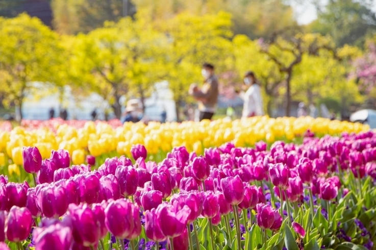 あけぼの山農場公園のチューリップ「チューリップを見にあけぼの山農業公園へ♪」