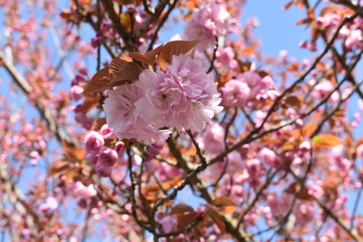 「～本日のヤエ桜情報～」