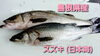 「○本日のお刺身○【島根県産】スズキ(日本海)、ヒラマサ」