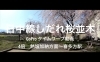 「じっくり見たい方はロングver.　桜の回廊を通り抜ける！　日中線しだれ桜並木道　GoPro タイムワープ動画4倍　熱塩加納方面～喜多方駅」