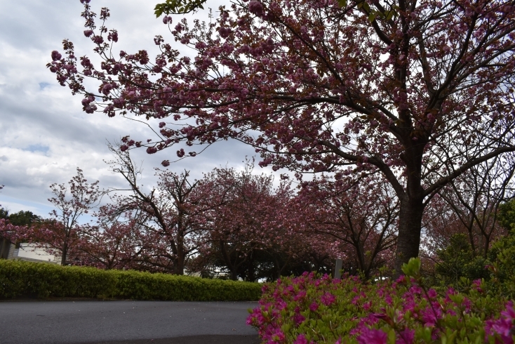 引揚記念公園　八重桜「引揚記念公園の八重桜がいよいよ見ごろです！」