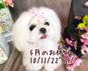 「5月のお休み★新潟市トリミング犬の保育園サロン♪HappyTail」