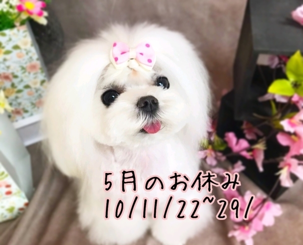 「5月のお休み★新潟市トリミング犬の保育園サロン♪HappyTail」