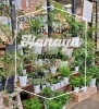 「【はなやホック皆生店】観葉植物がいっぱい」