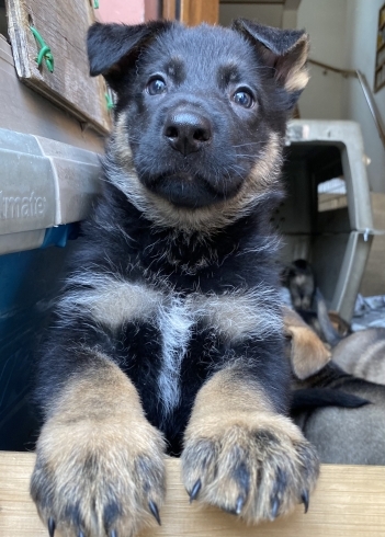 「仔犬の写真③」