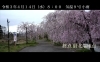 「日中線しだれ桜 開花情報 R3年4月14日 8：00 小雨 9℃（喜多方駅～SL周辺～終点）」