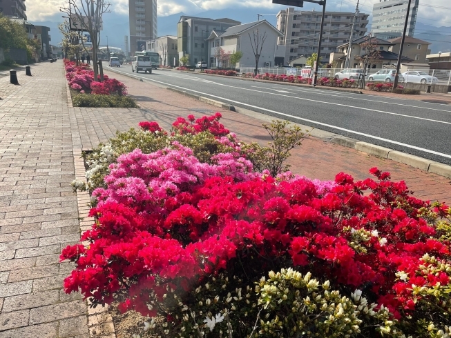 「新居浜駅前地区シンボルロード（新居浜駅港町線）のツツジがキレイに咲いています」