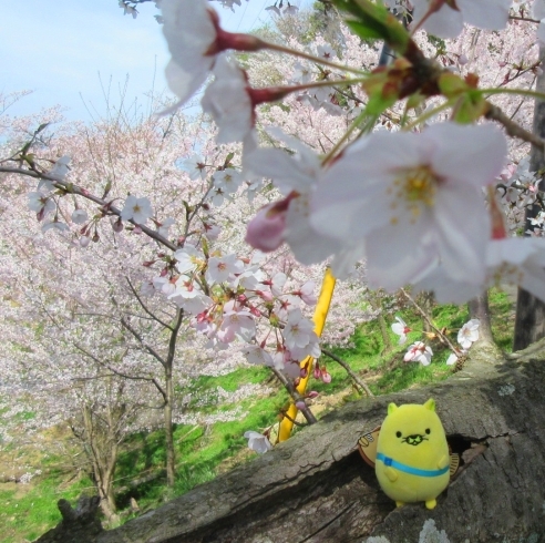 にゃモンと桜「おのみち にゃモン公式通販ショップのブログを始めました！」