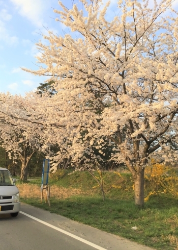 「「桜観賞」と、季節の「おやつバイキング」！」