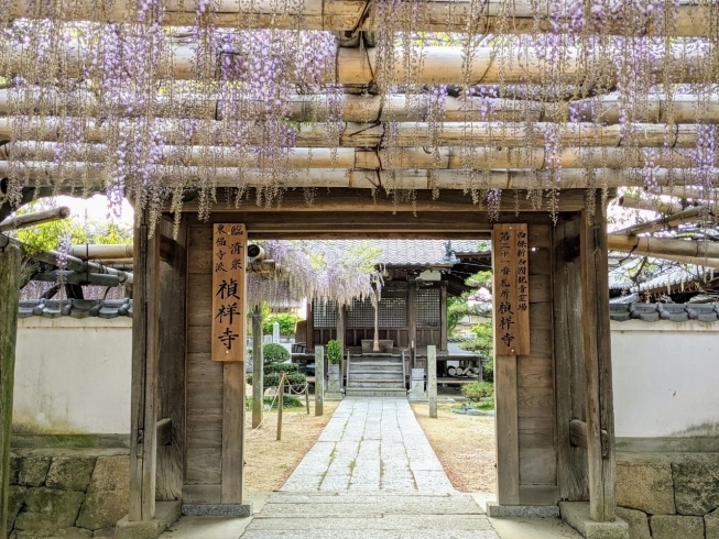 「【西条市喜多川】禎祥寺（観音堂）の藤が咲きはじめています♪」