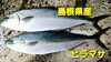 「○本日のお刺身○【島根県産】ヒラマサ、白イカ」