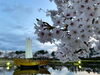 日和山公園「桜スポット」
