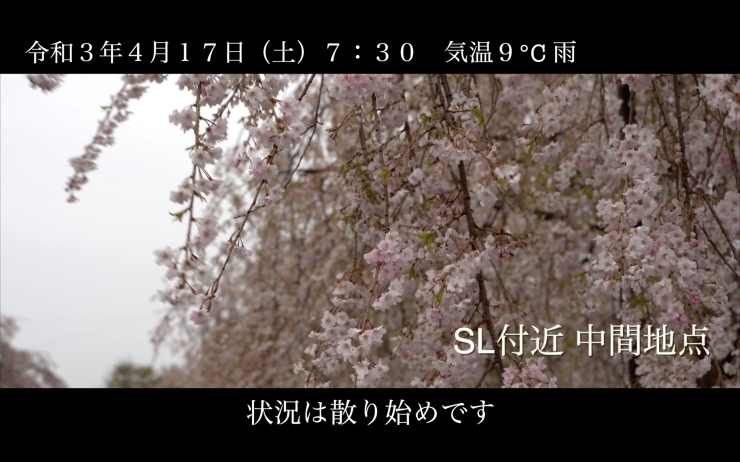 「日中線しだれ桜 開花情報 R3年4月17日 7：30 雨 9℃（喜多方駅～SL周辺～終点）」