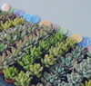 寄せ植えしてプレゼント用にぜひ(^^)「集まれ〜多肉植物」