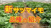 「今が植えどきです！　サツマイモの品種　タネのハシモト」