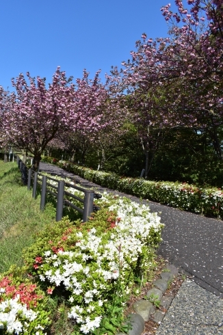 八重桜とつつじ「引揚記念公園内のお花情報です！」