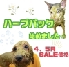 オーガニックハーブパック始めました ペットサロン エルサのニュース まいぷれ 苫小牧市