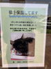 「迷子の猫ちゃんのお知らせ」