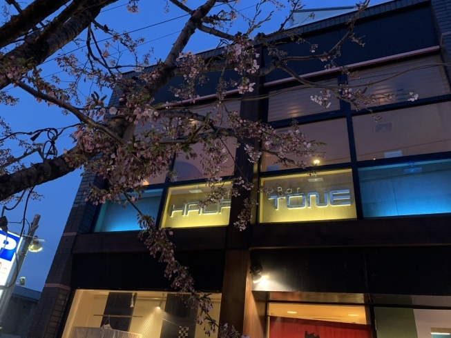 「小樽のバー・ハーフトーンの花銀では、明日、明後日には桜が咲き始めます。当店独自の小樽割りと共に夜桜を楽しんでみませんか」