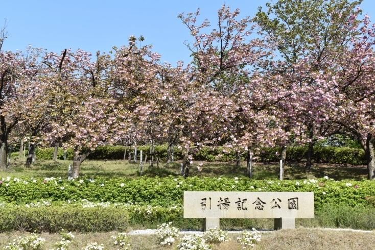 八重桜「舞鶴引揚記念館　令和3年度第１回企画展　開催中」